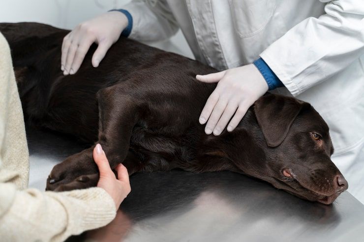 Veterinarians examining a black pig on a medical table