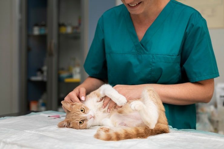 Veterinarian in teal scrubs examines a white-and-orange cat on a clinic table