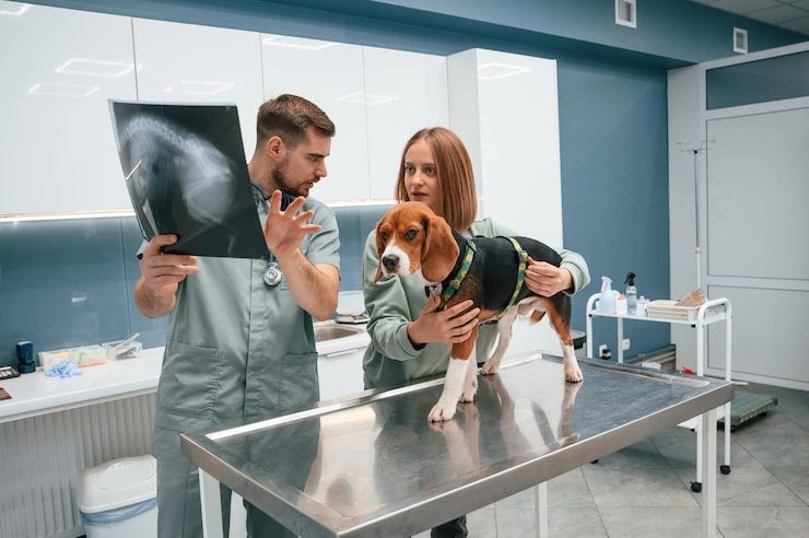 Veterinarian examining a beagle on a stainless steel table in a clinic while holding an X-ray.