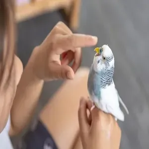 Person gently touching a blue-and-white budgie perched on a hand indoors