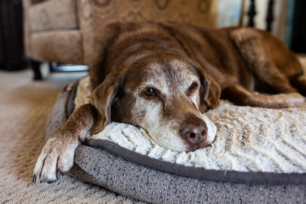 Brown senior dog resting on a gray bed indoors, with head on the edge and a calm expression