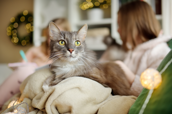 Gray cat on a cream blanket, sitting indoors with blurred warm lights and a person in the background