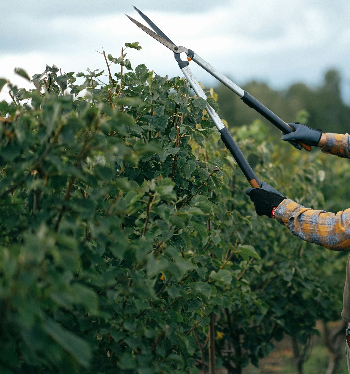 A man is cutting a tree with a chainsaw.