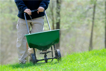 A man is spreading fertilizer on a lush green lawn.