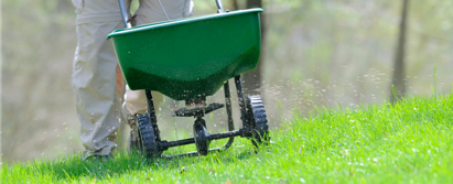 A person is spreading fertilizer on a lush green lawn.