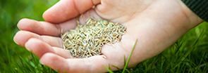 A person is holding a handful of grass seeds in their hand.