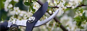 A pair of scissors is cutting a tree branch with white flowers.
