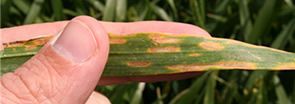 A person is holding a leaf with brown spots on it.