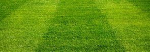 A close up of a lush green field of grass.