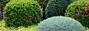 A bunch of bushes with red flowers in a garden.