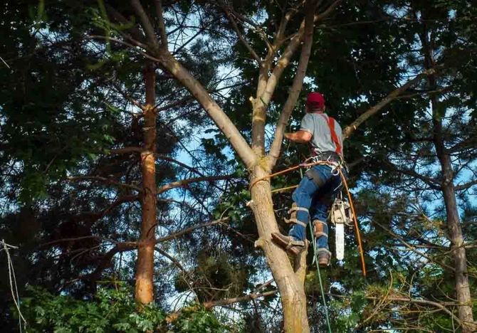 Person pruning a tree from a ladder in a wooded area