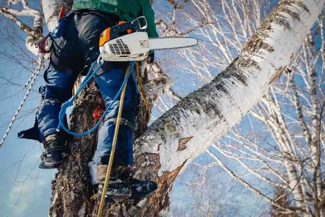 Arborist using a chainsaw while climbing a tree in snowy winter conditions