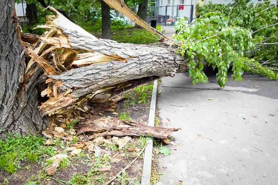 Fallen tree trunk blocking a sidewalk beside a street, with broken branches and green leaves