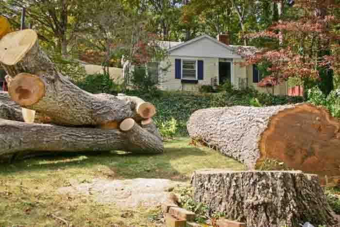 Several cut tree trunks and logs in a yard in front of a small house with a blue shutter
