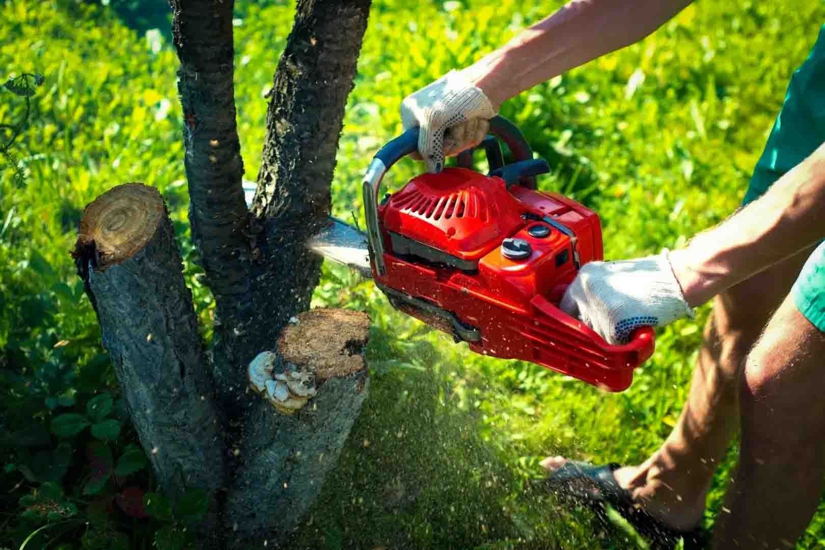 Gloved hands using a red chainsaw to cut a tree trunk outdoors