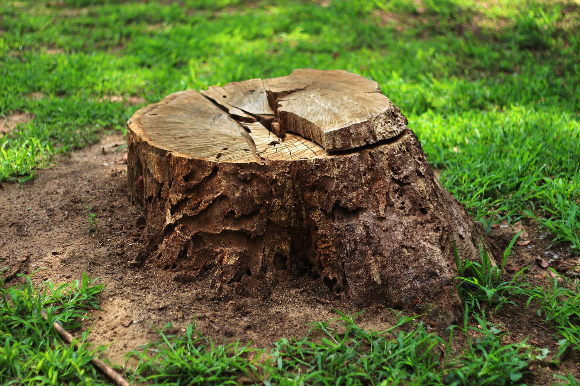 Tree stump on grassy ground. Brown with cracks on top. Surrounded by green grass.