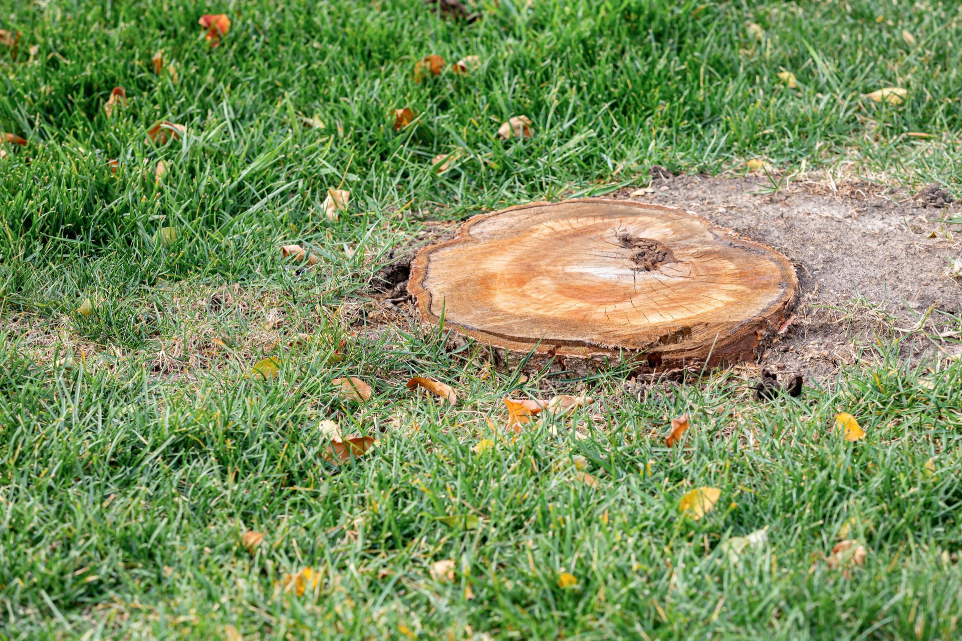 Tree stump in green grass with visible growth rings.