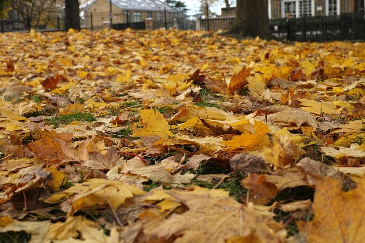How Fall Leaves Could Be Causing Water Damage to Your Home