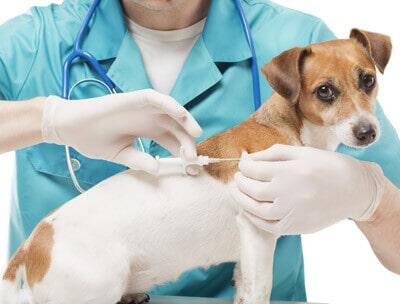  - LABORATORIO VETERINARIO