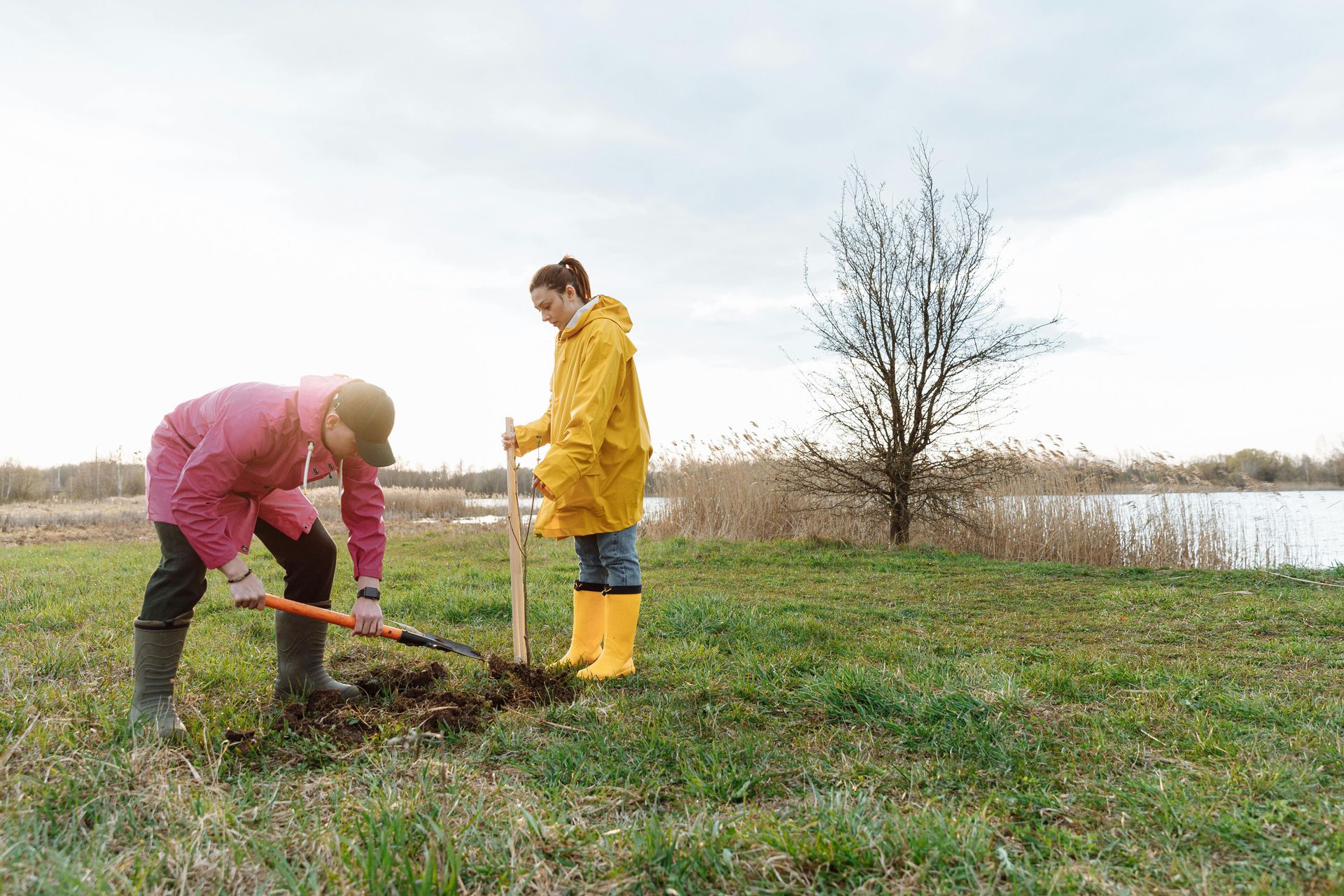 A man and a woman are planting a tree in a field.
