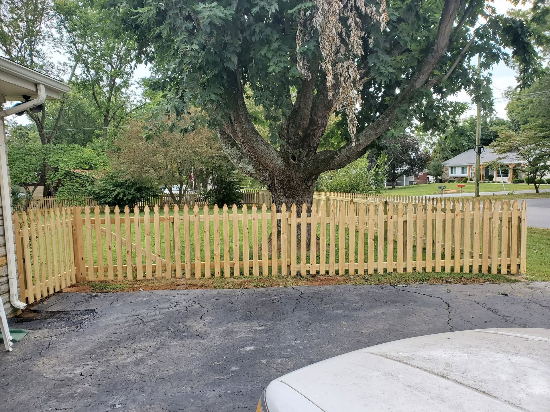 Wooden fence spans a backyard beneath a large tree, with a paved driveway in the foreground.