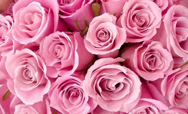 FLORERÍA KARLA-Flores de la mejor calidad