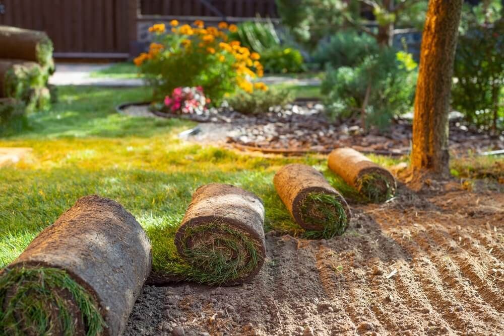 Rolls of sod laid out in a yard, ready for installation. Rolls of sod laid out in a yard, ready for installation.