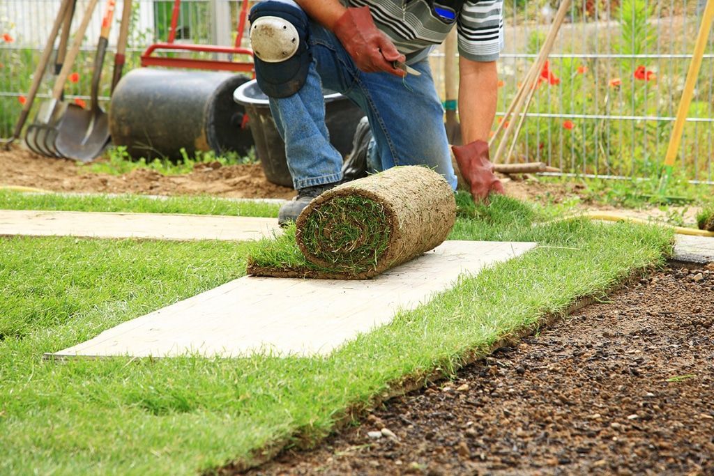 Person laying sod, unrolling turf onto prepared soil. Green grass, brown soil, outdoor setting.