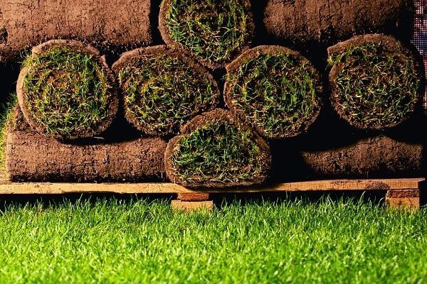 Rolls of fresh sod stacked on a pallet, with green grass in the foreground.