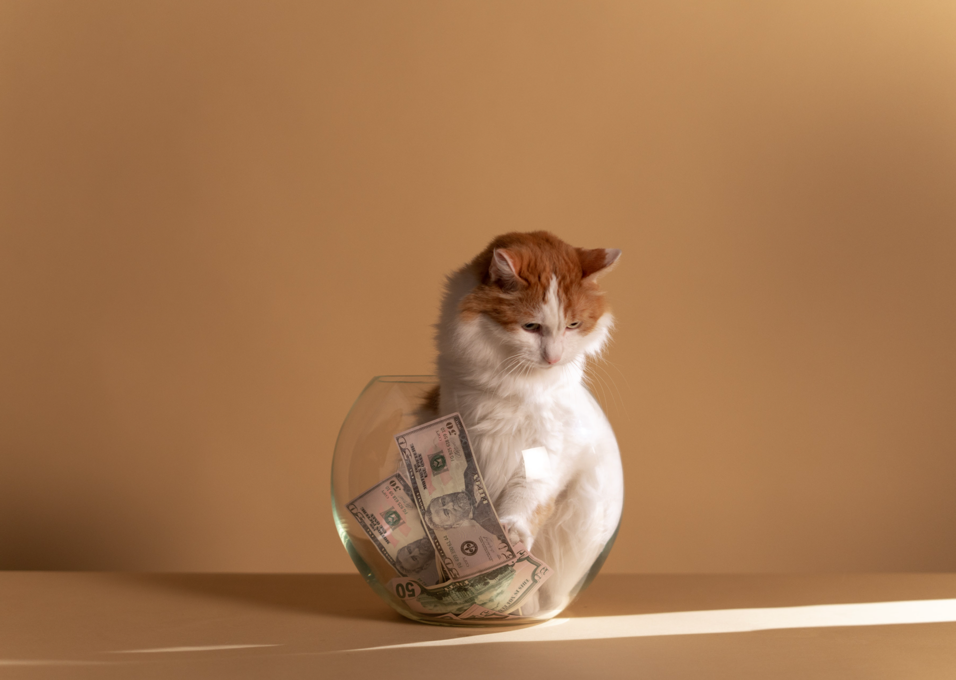 Credit: https://www.pexels.com/photo/white-and-brown-cat-on-clear-fish-bowl-5909808/
