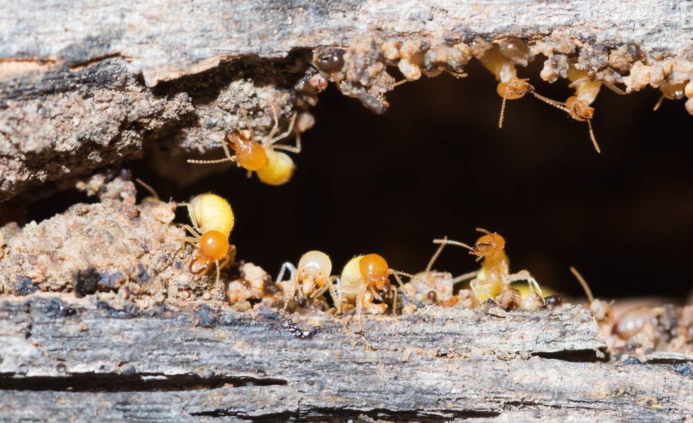 A group of termites are crawling on a piece of wood. — Superior Termite & Pest Control in Agnes Waters, QLD