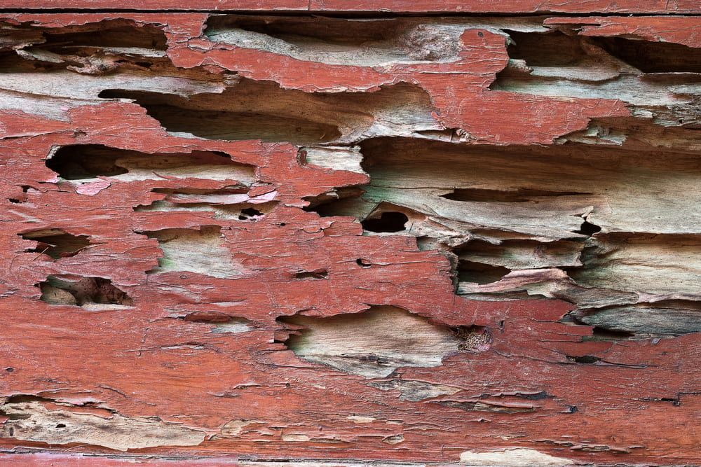 A close up of a piece of wood that has been eaten by termites. — Superior Termite & Pest Control in Childers, QLD