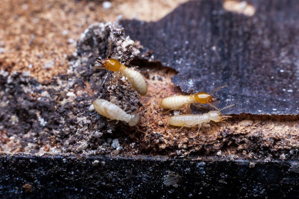 A Group of Termites Are Crawling on a Piece of Wood — Superior Termite & Pest Control in Gin Gin, QLD