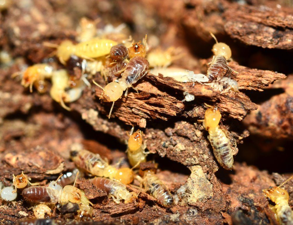 A Group of Termites Are Crawling on a Piece of Wood — Superior Termite & Pest Control in Agnes Waters, QLD