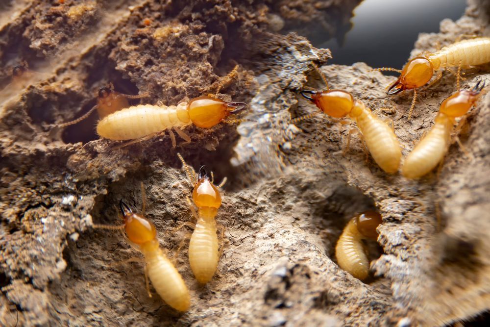A Group of Termites Are Crawling on a Piece of Wood — Superior Termite & Pest Control in Maryborough, QLD