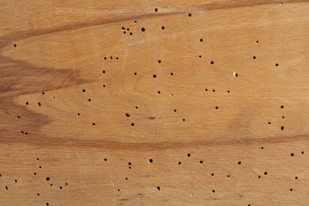 A close up of a wooden surface with holes in it. — Superior Termite & Pest Control in Beerwah, QLD