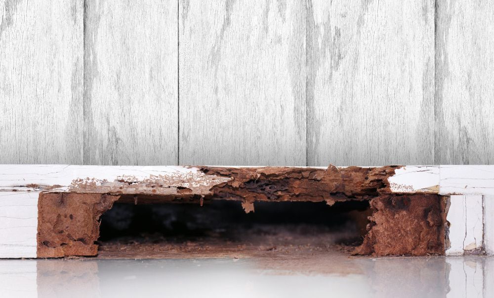 A piece of wood that has been eaten by termites. — Superior Termite & Pest Control in Bundaberg, QLD