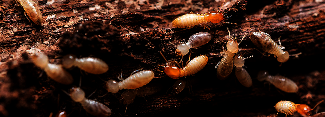 A Group of Termites Are Crawling on a Piece of Wood — Superior Termite & Pest Control in Bundaberg, QLD
