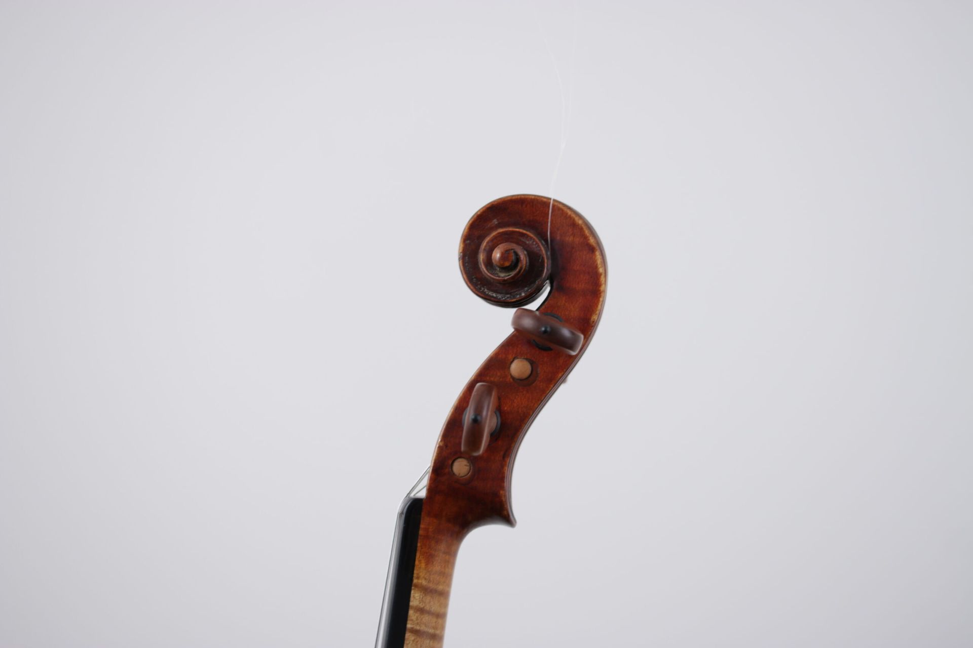 A close up of a violin headstock on a white background.