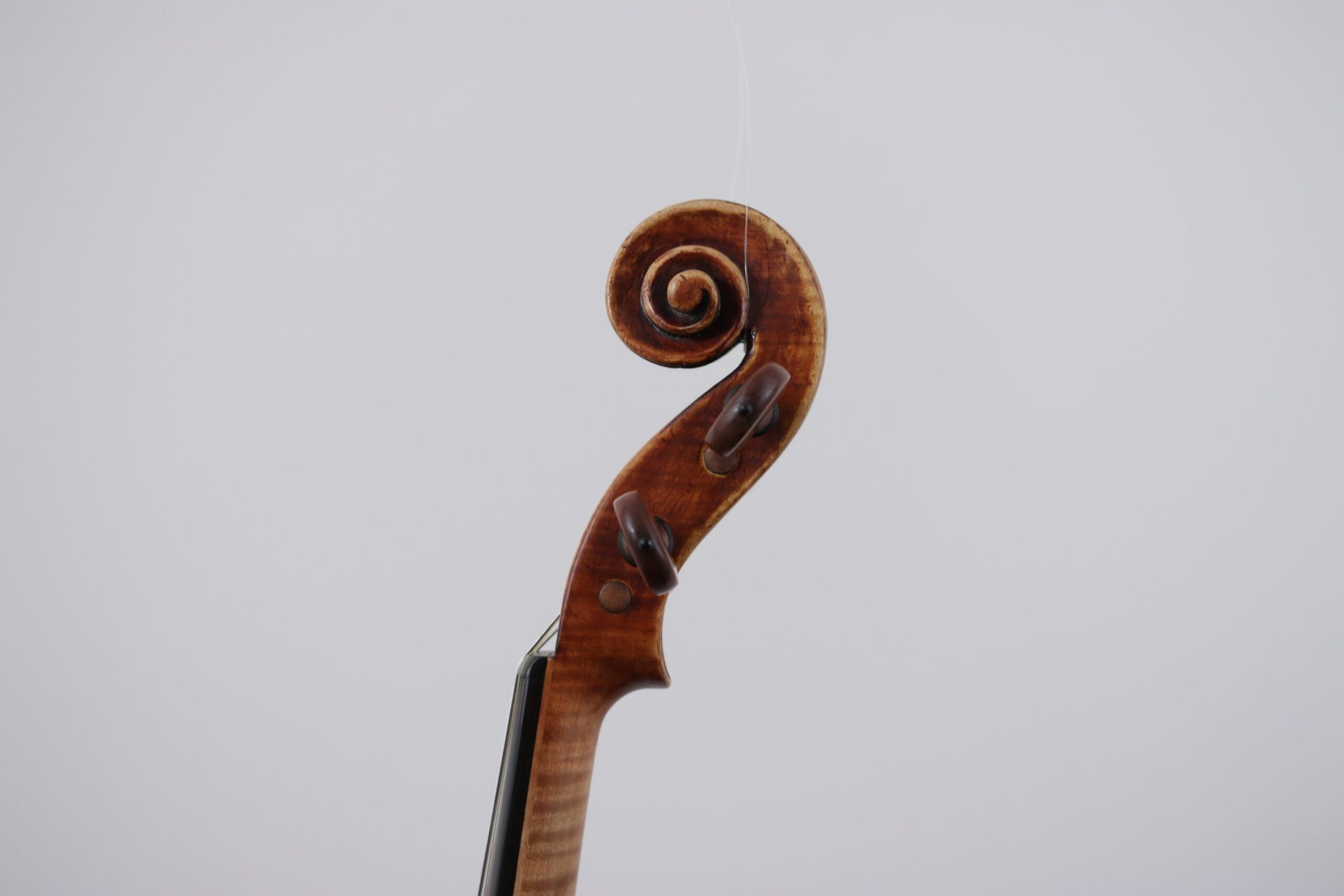A close up of a violin scroll on a white background.