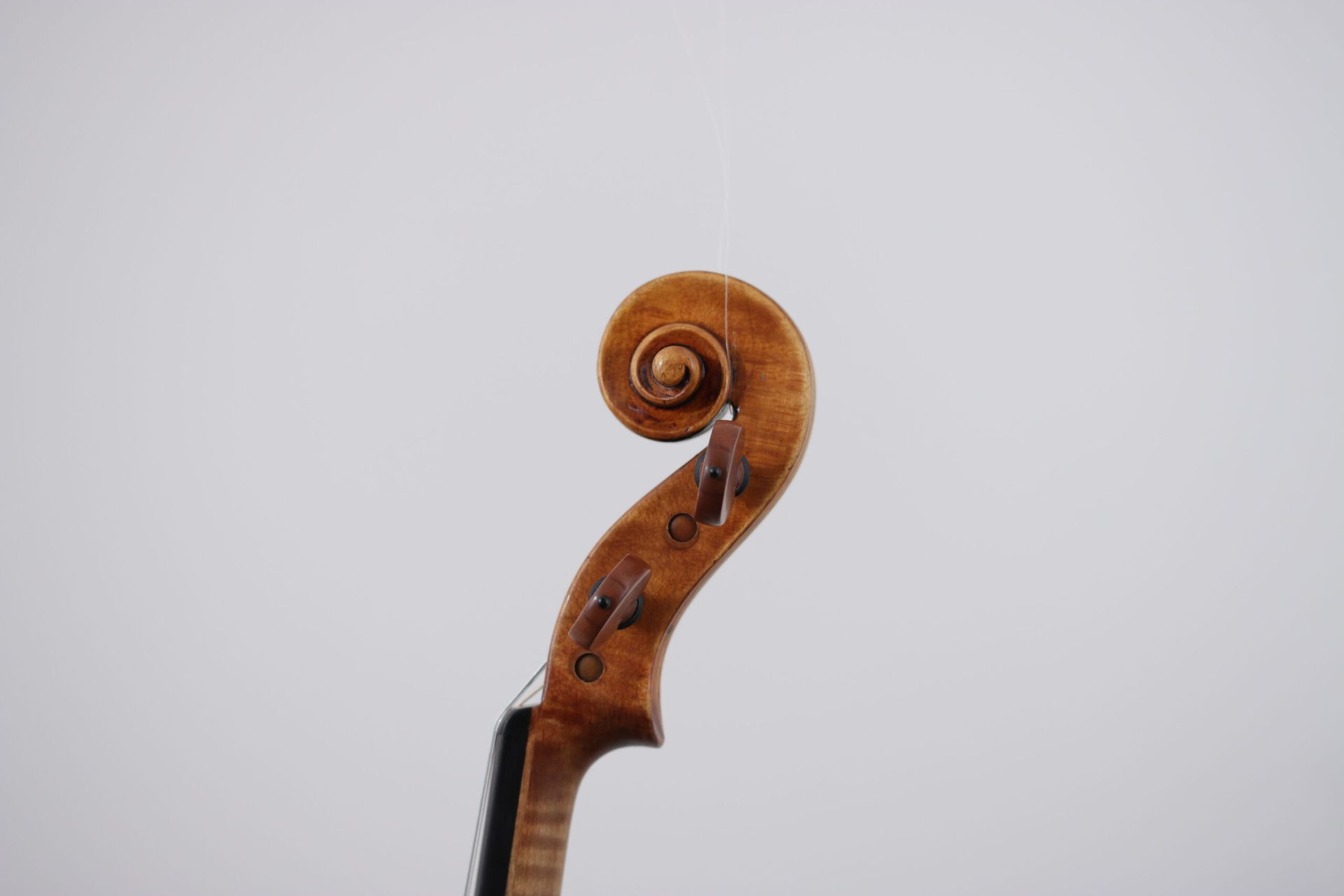 A close up of a violin scroll on a white background.