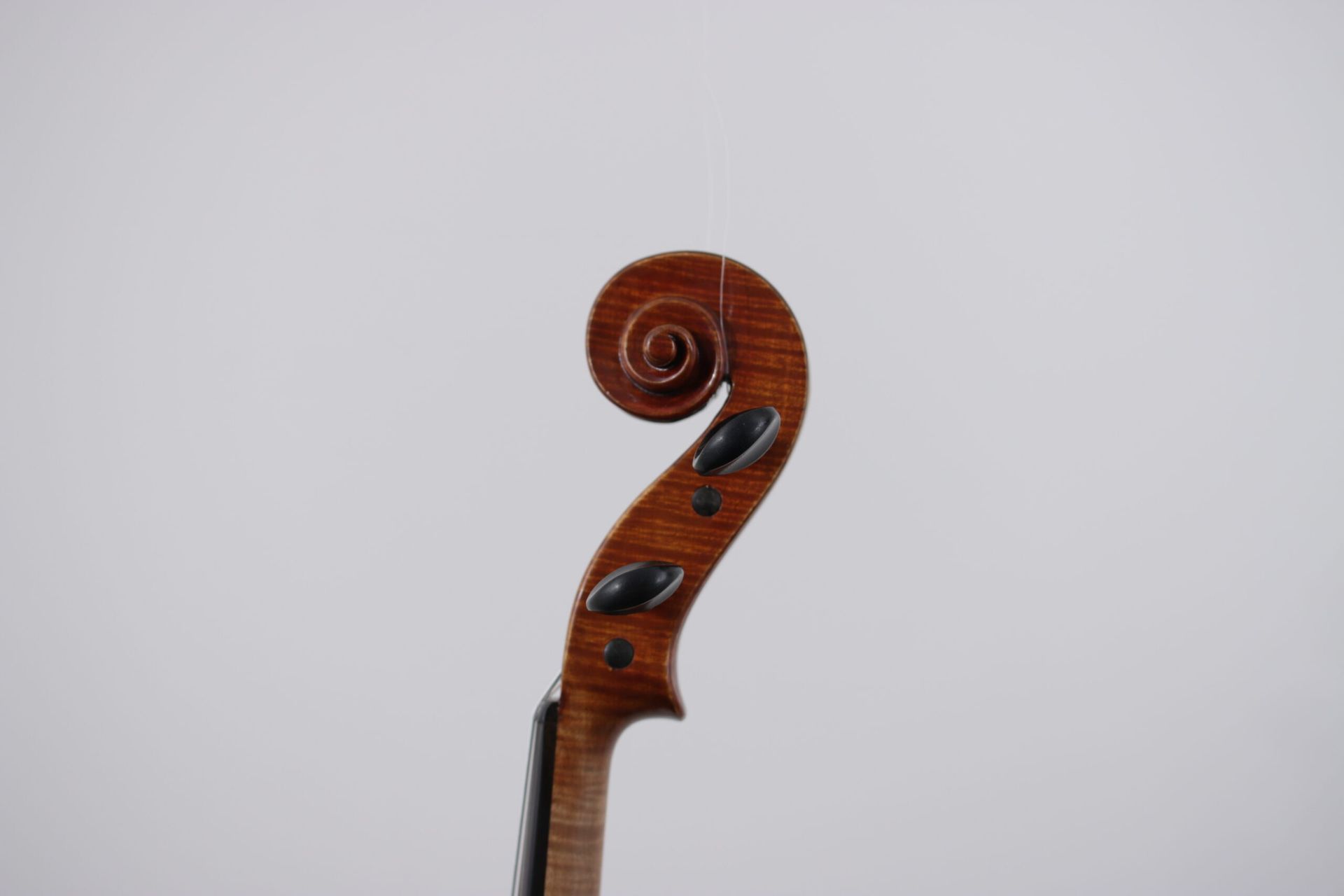 A close up of a violin scroll on a white background.