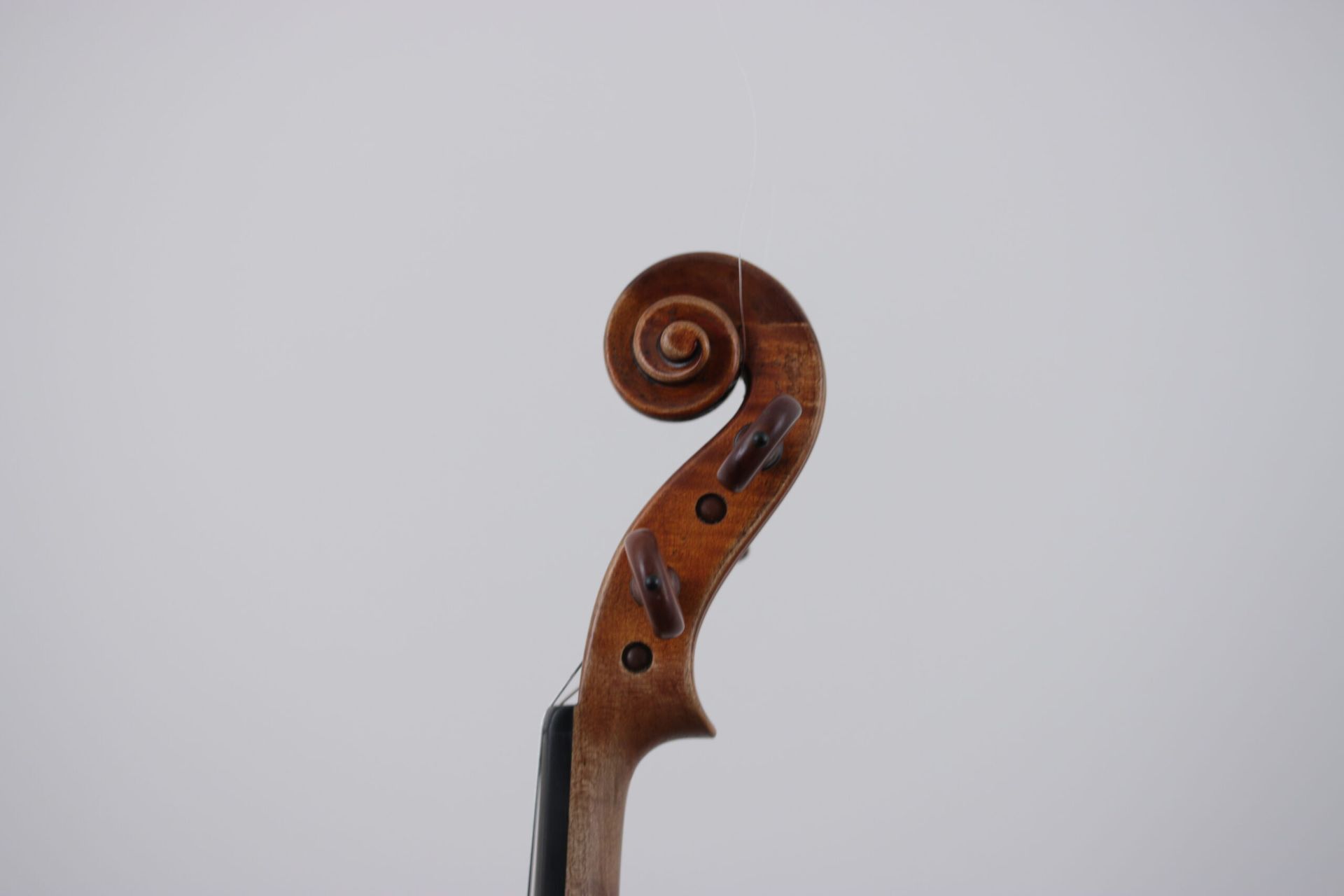 A close up of a violin scroll on a white background.