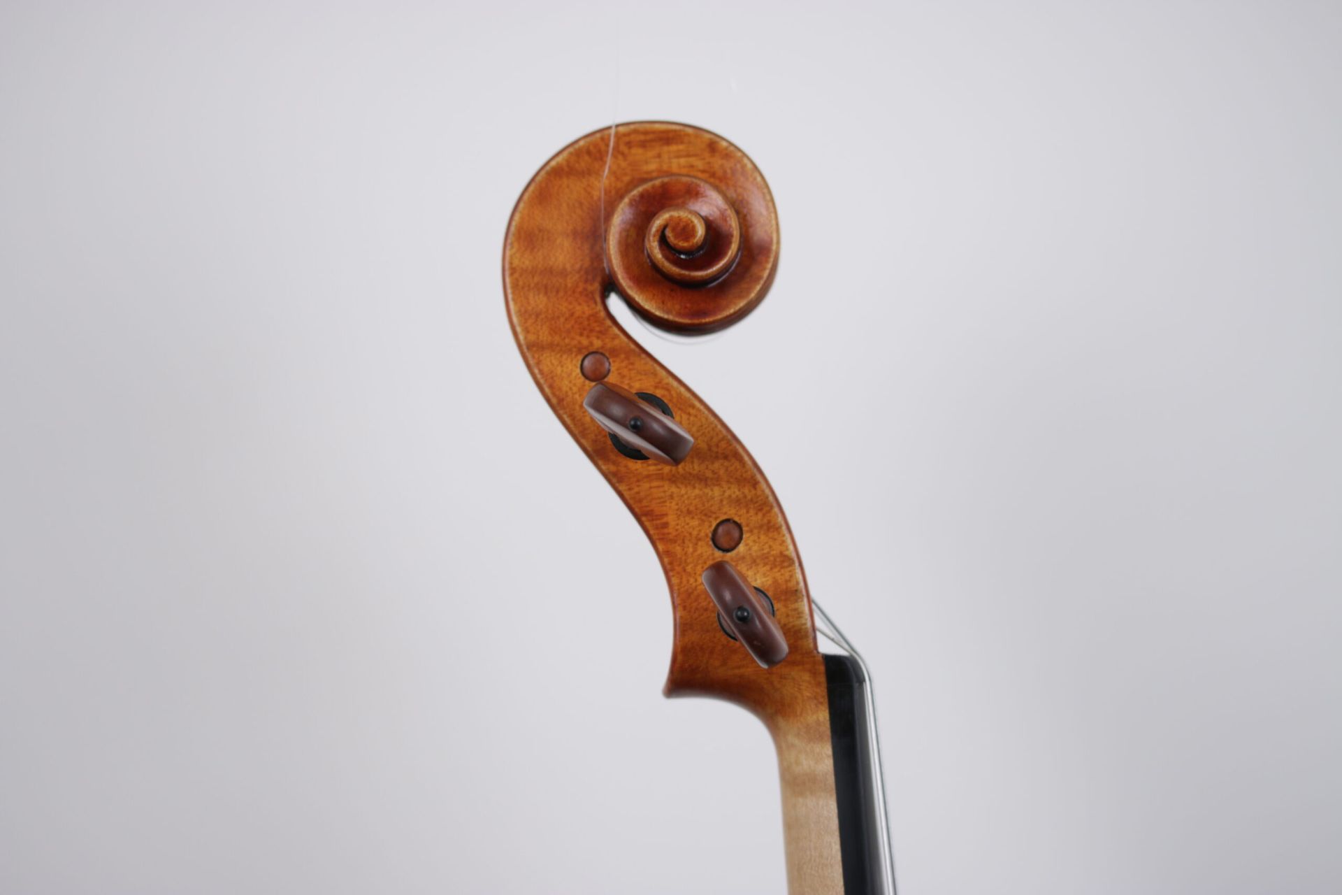 A close up of a violin scroll on a white background.