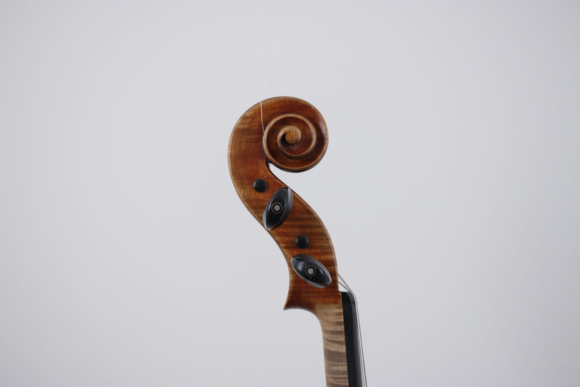 A close up of a violin headstock on a white background.