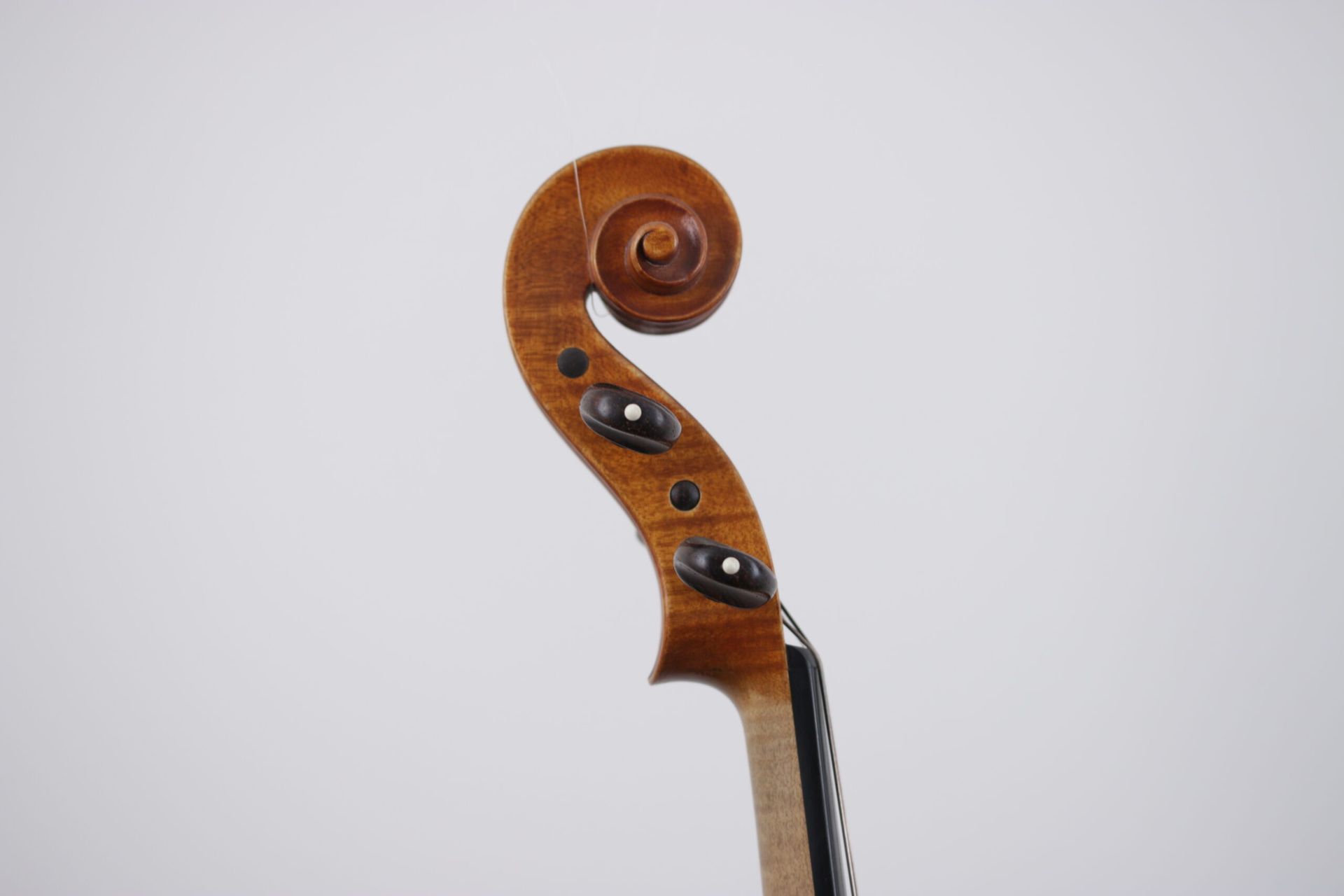 A close up of a violin headstock on a white background.