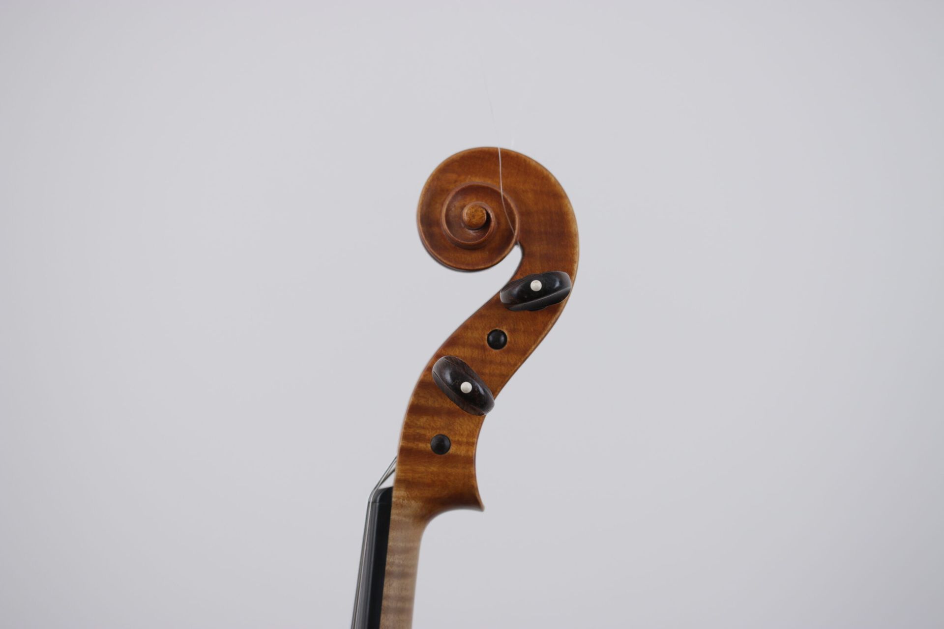A close up of a violin headstock on a white background.