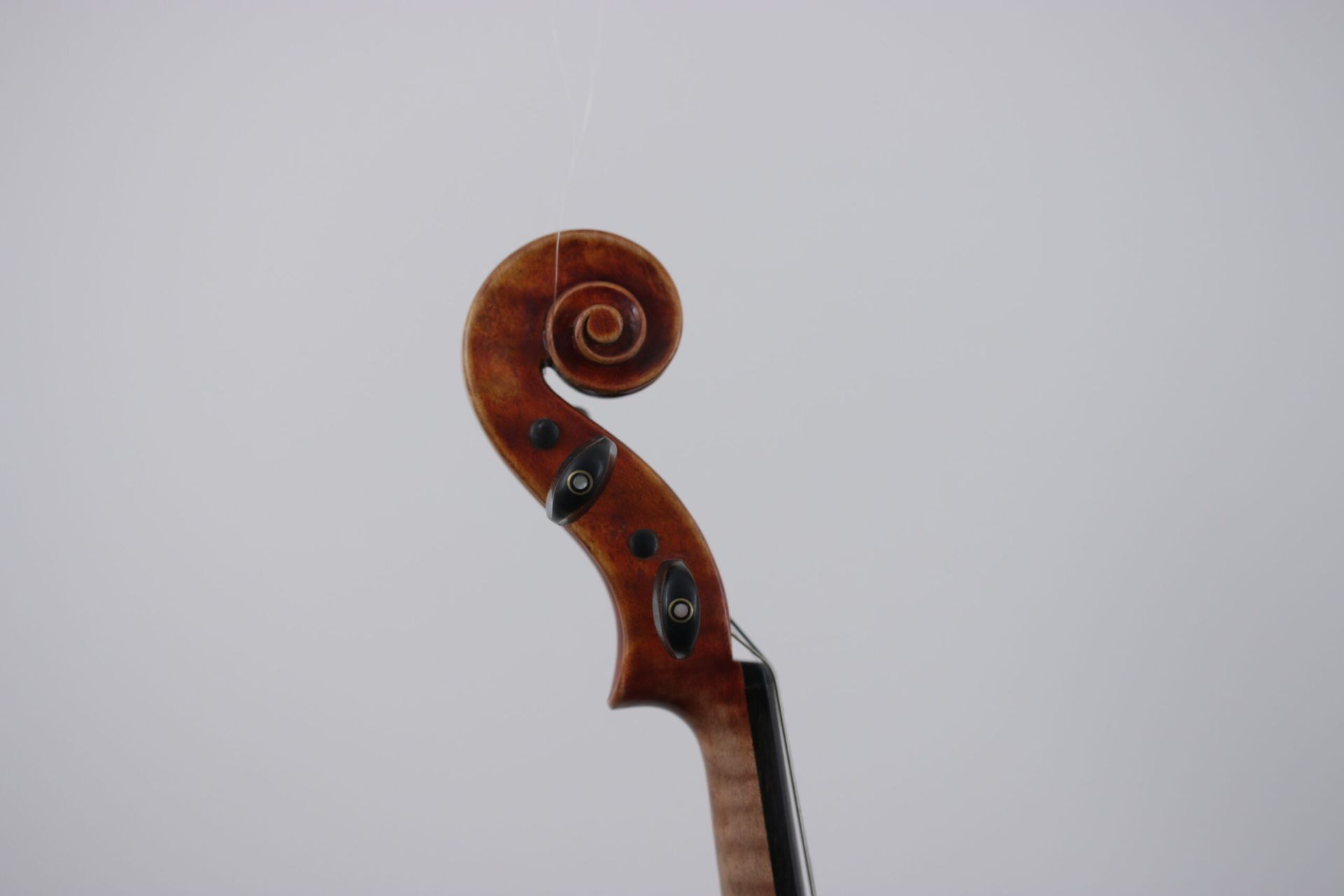 A close up of a violin headstock on a white background.