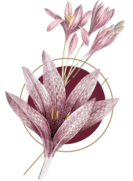 Pink crocus flowers with gold circular accents on a white background