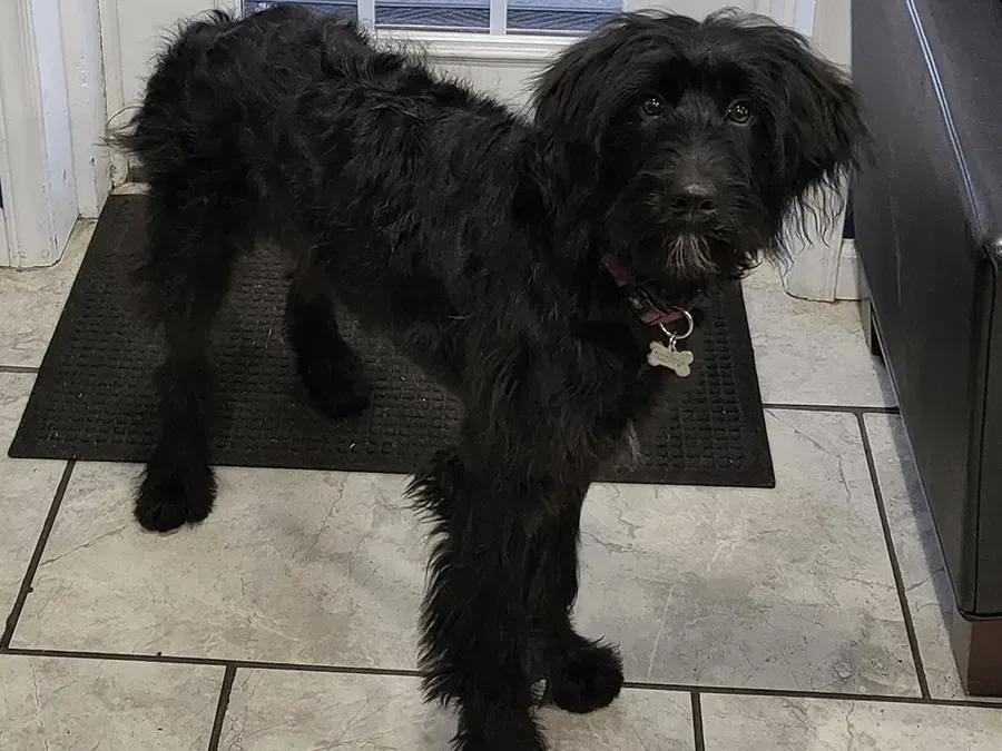 Gibbon Tire & Auto - our dog